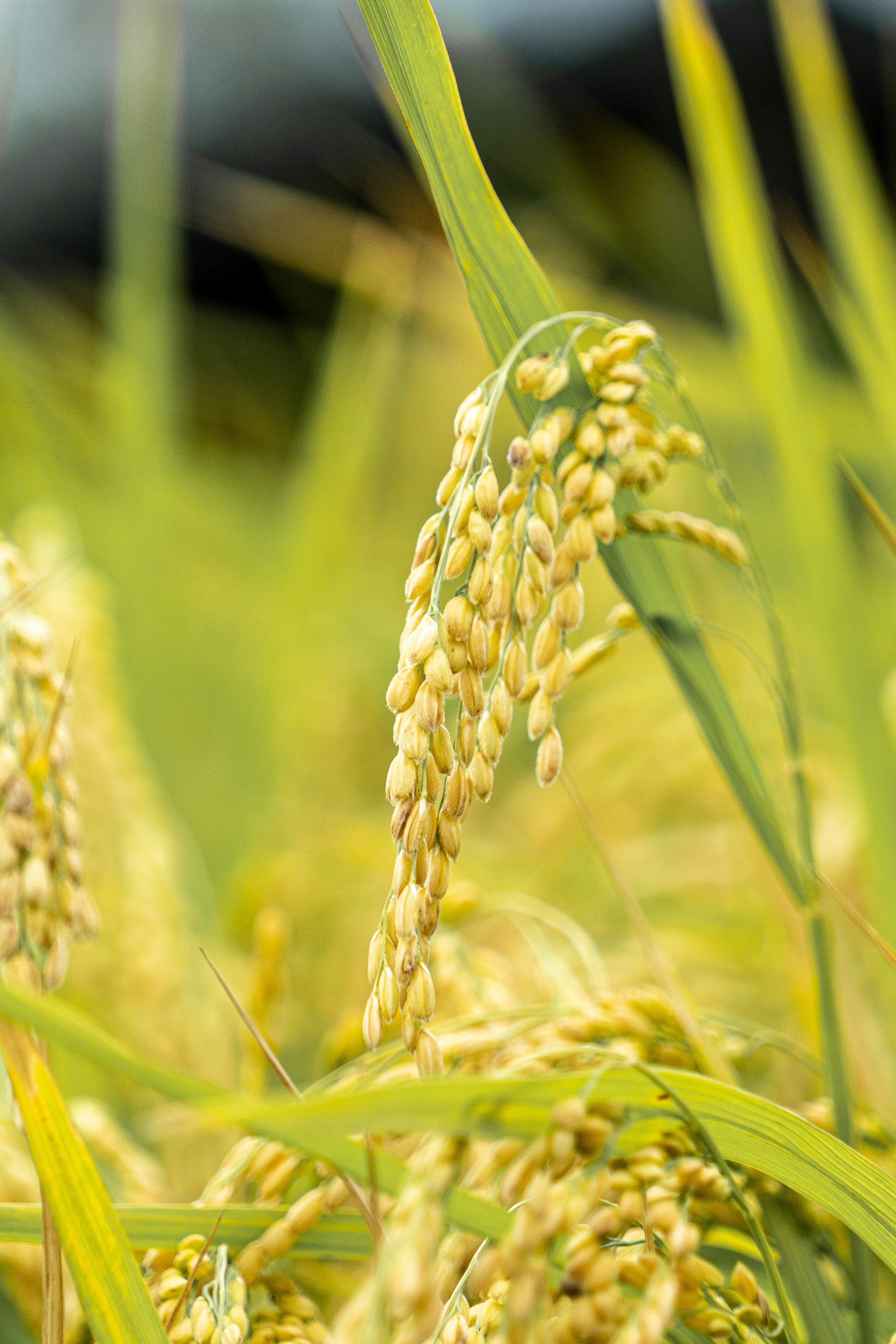Rice field